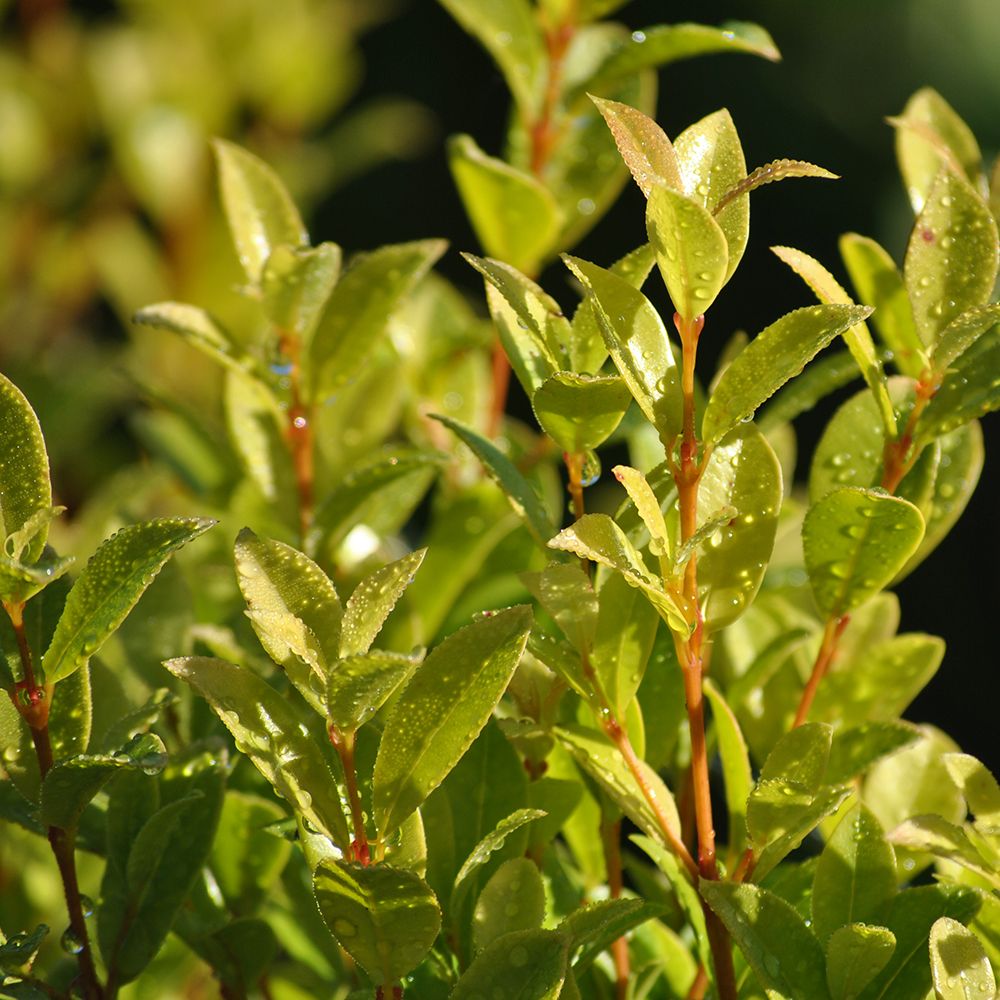 Eugenia-Arrayán extranjero - Vista 2